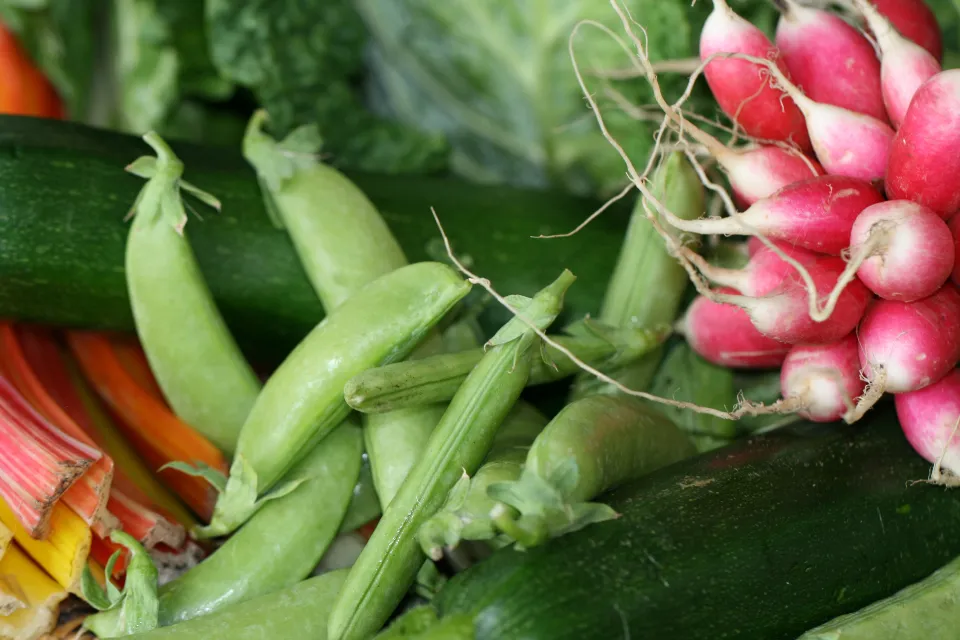 Freshly harvested radishes, snap peas, zucchini and chard